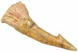 Huge, Fossil Sawfish (Onchopristis) Rostral Barb - Morocco #250886-1